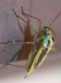 Two-spotted Grass Bug